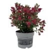 Hebe 'All Blooms®' Rot, Topf 17 Cm Ø -Pflanzen Paradies Verkauf 0690190101 Koelle Hebe All Blooms T17 rot 1 112508