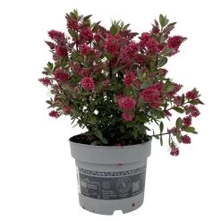 Hebe 'All Blooms®' Rot, Topf 17 Cm Ø