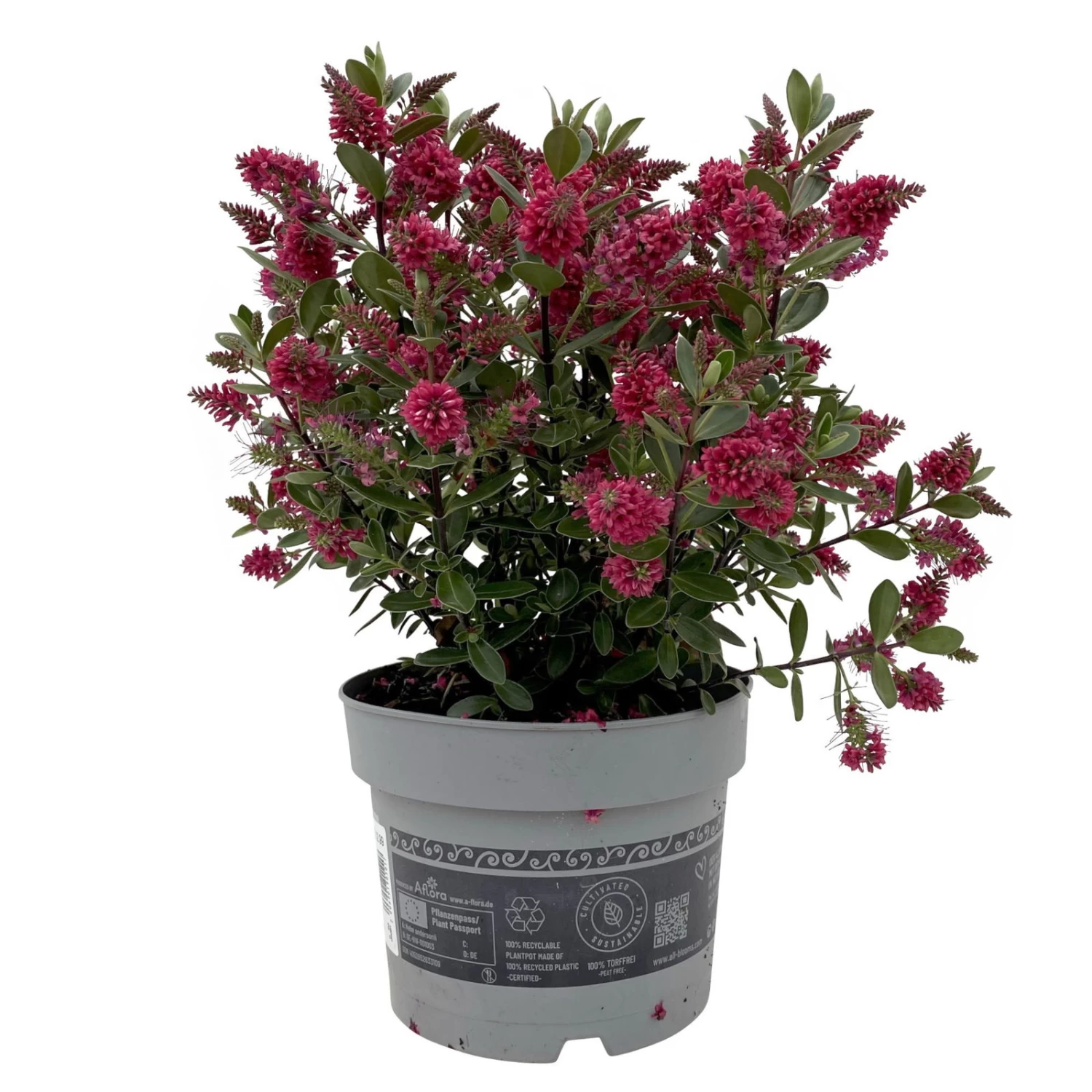 Hebe 'All Blooms®' Rot, Topf 17 Cm Ø 3 Hebe 'All Blooms®' Rot, Topf 17 Cm Ø