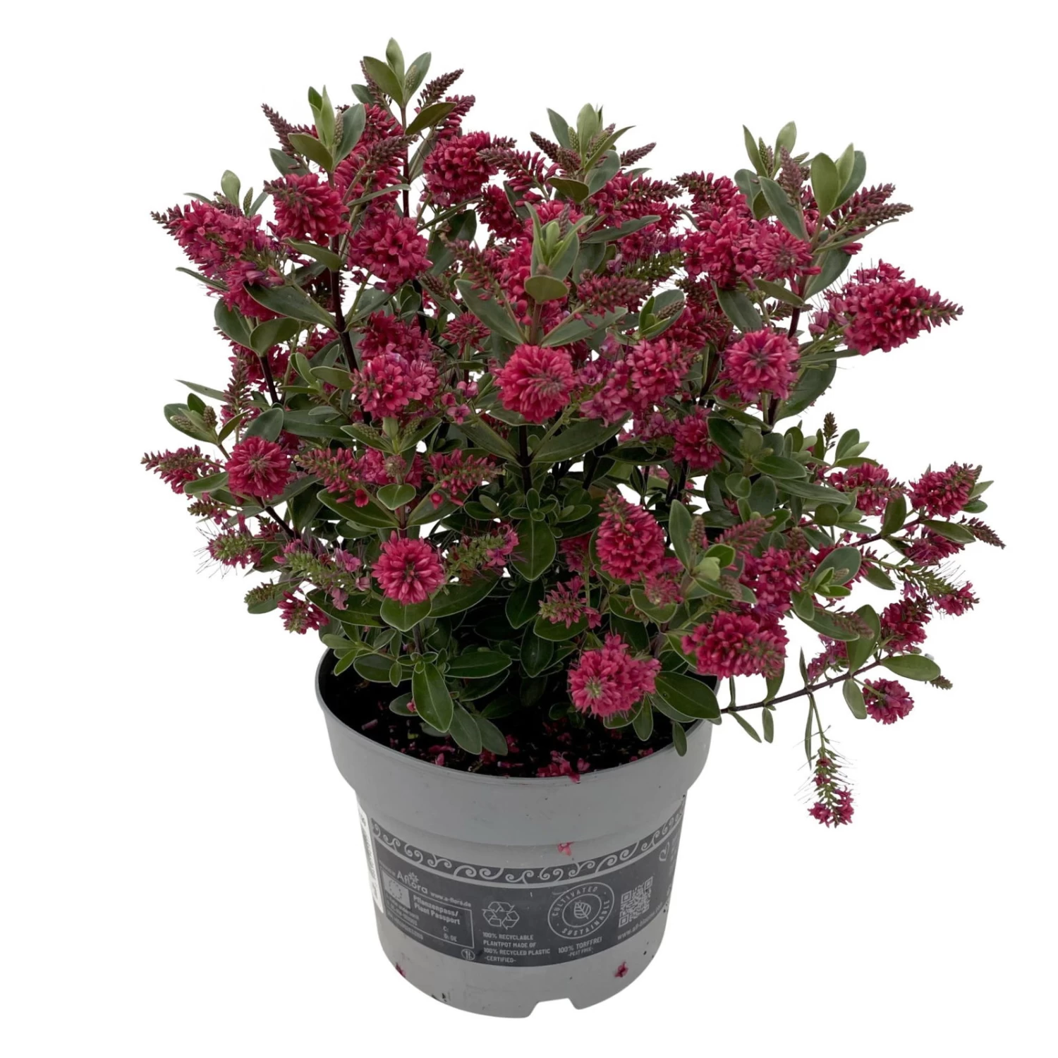 Hebe 'All Blooms®' Rot, Topf 17 Cm Ø 5 Hebe 'All Blooms®' Rot, Topf 17 Cm Ø – Bild 3