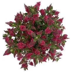 Hebe 'All Blooms®' Rot, Topf 17 Cm Ø 16 Hebe 'All Blooms®' Rot, Topf 17 Cm Ø -Pflanzen Paradies Verkauf 0690190101 Koelle Hebe All Blooms T17 rot 6 112510