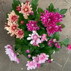 Chrysantheme Trio 'Sweet Melange', Apricot-rosa-lila, Gefüllt, Topf-Ø 12cm, Set -Pflanzen Paradies Verkauf 0691110095 0691110103 Chrysanthemum indicum Trio T12 6er Set 1 126808