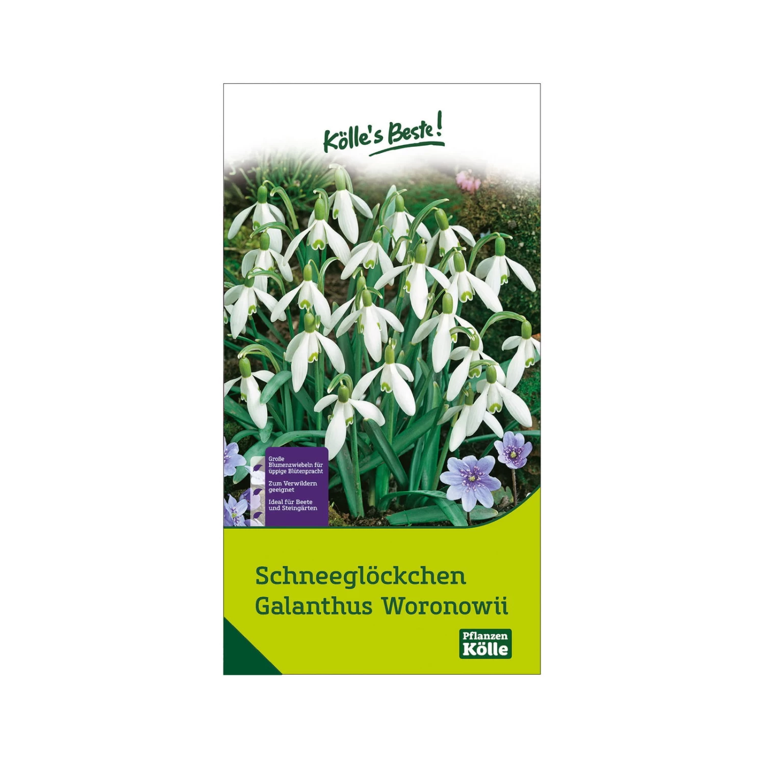 Schneeglöckchen, Galanthus Woronowii, 50 Blumenzwiebeln 3 Schneeglöckchen, Galanthus Woronowii, 50 Blumenzwiebeln