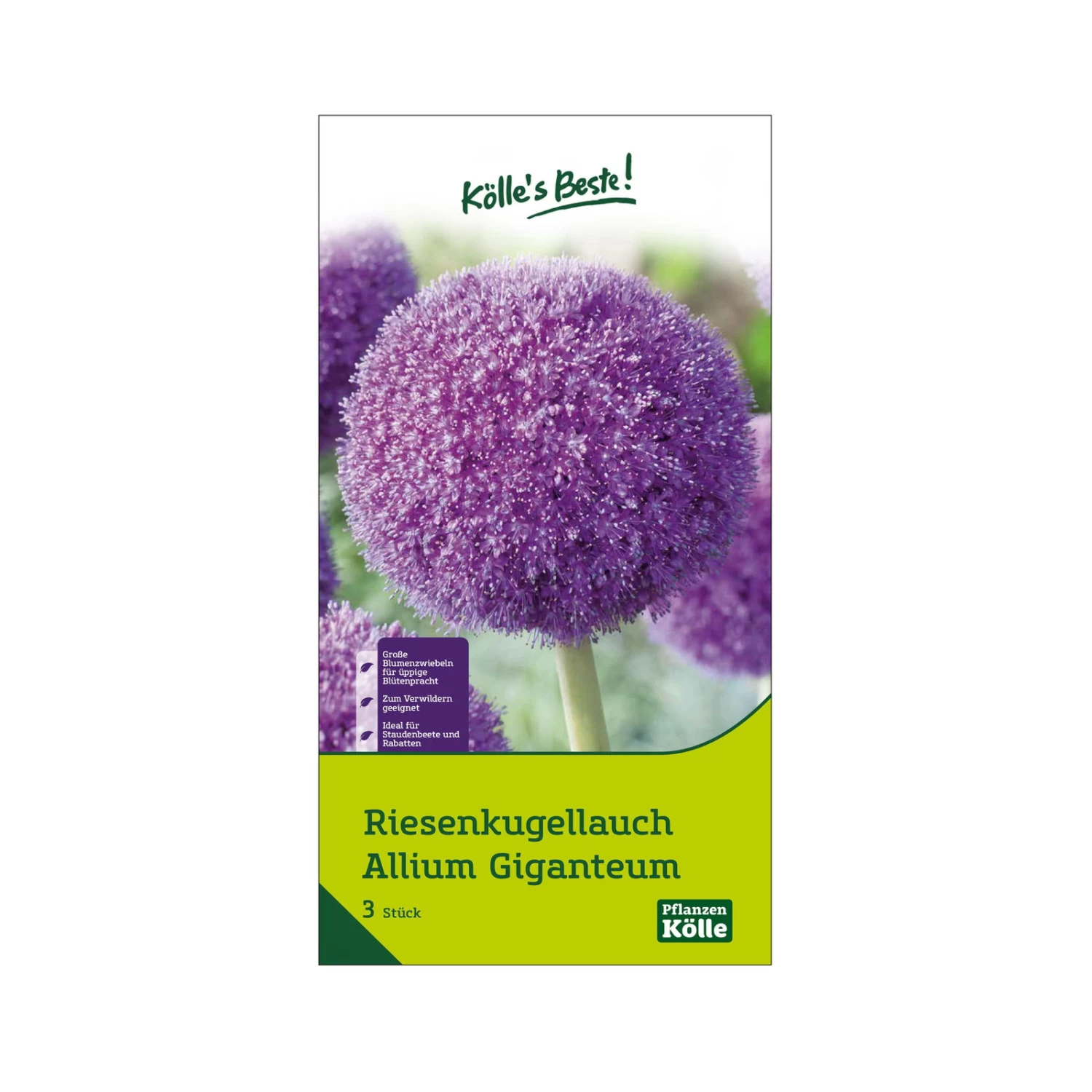 Allium Giganteum (Riesenkugellauch) Lila, 3 Blumenzwiebeln 3 Allium Giganteum (Riesenkugellauch) Lila, 3 Blumenzwiebeln