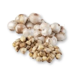 Zierlauchpaket 70 Alliumzwiebeln -Pflanzen Paradies Verkauf 0720800124 koelles beste allium kollektion zierlauch verschiedene sorten 70stueck gesamt 2673