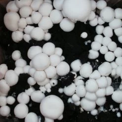 Bio Fertig-Pilzzuchtset Champignon -Pflanzen Paradies Verkauf 0740400018 BIO Fertig Pilzzuchtset Champignon 2 32242