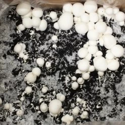 Bio Fertig-Pilzzuchtset Champignon -Pflanzen Paradies Verkauf 0740400018 BIO Fertig Pilzzuchtset Champignon 32241