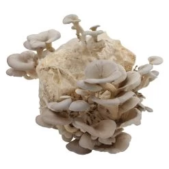 Bio Home Pilzzuchtset Für Austernpilze -Pflanzen Paradies Verkauf 0740400024 BIO Home Pilzzuchtset Austernpilz 2 32252