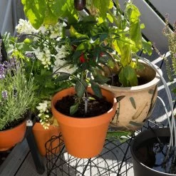 Gardena Urlaubsbewässerung City-Gardening, Bis Zu 36 Töpfe, Transformator, Zeitschaltuhr -Pflanzen Paradies Verkauf 0930100238 city Gardening Urlaubsbewaesserung fuer bis zu 36 Topfpflanzen 3 61508