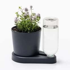 Kräuterheld, Anthrazit, PP/PET, 14 X 14 X 22 Cm 7 Kräuterheld, Anthrazit, PP/PET, 14 X 14 X 22 Cm -Pflanzen Paradies Verkauf 0930101631 Kraeuterheld anthrazit1 116321