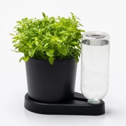 Kräuterheld, Schwarz, PP/PET, 14 X 14 X 22 Cm -Pflanzen Paradies Verkauf 0930101632 Kraeuterheld schwarz2 116324