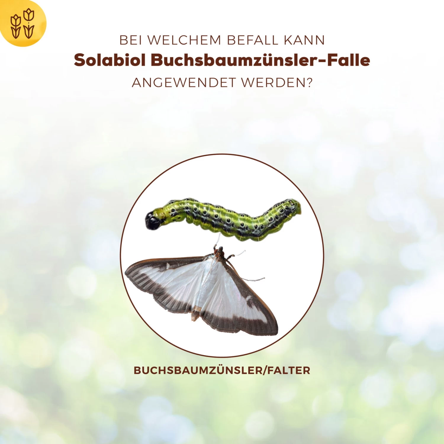 Solabiol Buchsbaumzünsler-Falle, Ausreichend Für Bis Zu 180 M² 5 Solabiol Buchsbaumzünsler-Falle, Ausreichend Für Bis Zu 180 M² – Bild 3