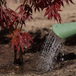 Pflanzen Paradies Verkauf -Pflanzen Paradies Verkauf 095050 ahorn fit giessen 126231