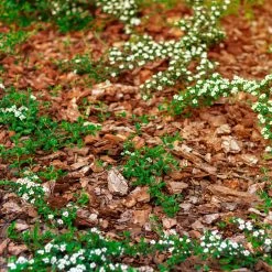 Plantavital Rindenmulch Fein, 2280l, 57 Sack á 40l -Pflanzen Paradies Verkauf 0960 rindenmulch 1 125175 1