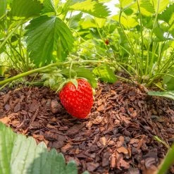 Plantavital Rindenmulch Fein, 2280l, 57 Sack á 40l -Pflanzen Paradies Verkauf 0960 rindenmulch 2 125173