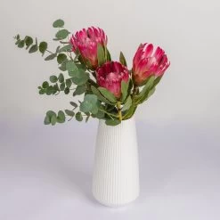 Blumenbund Protea 'Silvia' & Eukalyptus, Inkl. Gratis Grußkarte -Pflanzen Paradies Verkauf 1025700018 Strauss Protea Silvia mit Cinerea 2 102267