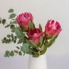 Blumenbund Protea 'Silvia' & Eukalyptus, Inkl. Gratis Grußkarte -Pflanzen Paradies Verkauf 1025700018 Strauss Protea Silvia mit Cinerea 102268