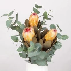 Blumenbund Protea & Eukalyptus, Inkl. Gratis Grußkarte -Pflanzen Paradies Verkauf 1025700019 Strauss Protea Grandiflora 1 101679