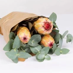 Blumenbund Protea & Eukalyptus, Inkl. Gratis Grußkarte -Pflanzen Paradies Verkauf 1025700019 Strauss Protea Grandiflora 2 1 101682
