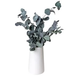 Eucalyptus Cinerea, Getrocknet, Ca. 50 Cm Lang -Pflanzen Paradies Verkauf 1055300001 Eukalyptus Natur 100gr gefriergetrocknet 2 83163