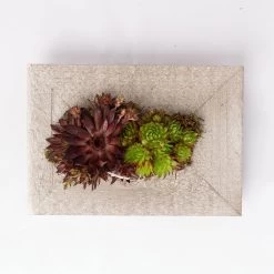 Pflanzbild 'Rimini' Mit Sukkulenten, 30x21x10 Cm