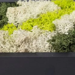 Moosbild Hexagon Mit Schwarzem Rahmen, 38 Cm Ø 9 Moosbild Hexagon Mit Schwarzem Rahmen, 38 Cm Ø -Pflanzen Paradies Verkauf 1530150083 Moosbild Hexagon 38cm 2 115773