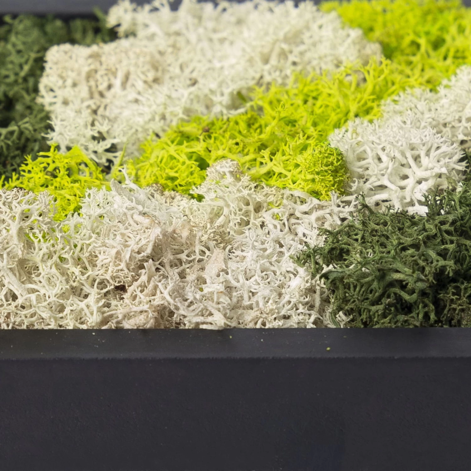 Moosbild Hexagon Mit Schwarzem Rahmen, 38 Cm Ø 5 Moosbild Hexagon Mit Schwarzem Rahmen, 38 Cm Ø – Bild 3