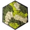 Moosbild Hexagon Mit Schwarzem Rahmen, 38 Cm Ø 2 Moosbild Hexagon Mit Schwarzem Rahmen, 38 Cm Ø -Pflanzen Paradies Verkauf 1530150083 Moosbild Hexagon 38cm 3 115771