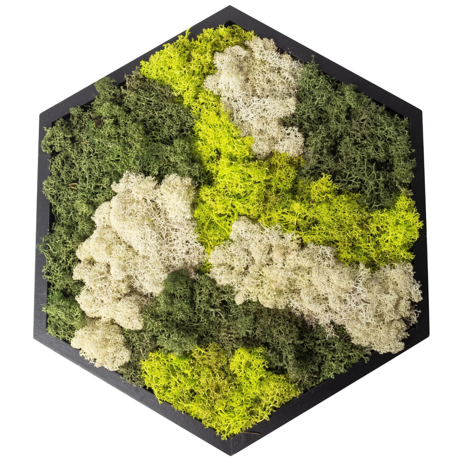 Moosbild Hexagon Mit Schwarzem Rahmen, 38 Cm Ø 3 Moosbild Hexagon Mit Schwarzem Rahmen, 38 Cm Ø