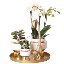 Geschenkset Orchidee & Sukkulente, Gold&weiß, Inkl. Übertöpfen, Figur & Tablett -Pflanzen Paradies Verkauf 1530150102 Kolibri Set Weiss Gold gross 1 116974
