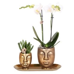 Geschenkset Orchidee & Sukkulente, Gold, Inkl. Übertöpfen Und Dekotablett