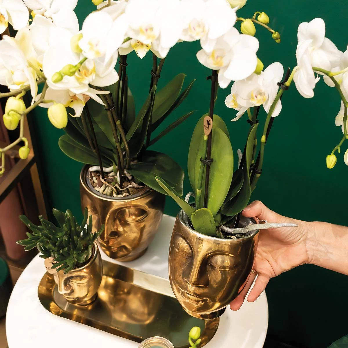 Geschenkset Orchidee & Sukkulente, Gold, Inkl. Übertöpfen Und Dekotablett 4 Geschenkset Orchidee & Sukkulente, Gold, Inkl. Übertöpfen Und Dekotablett – Bild 2