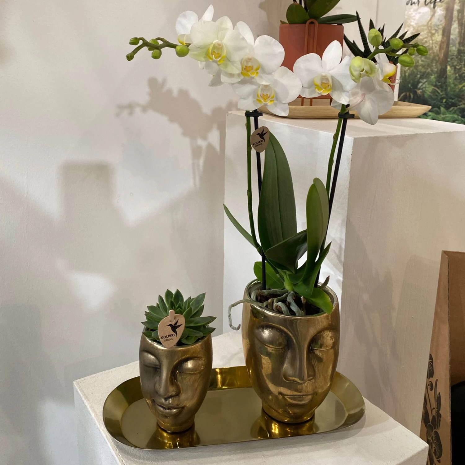 Geschenkset Orchidee & Sukkulente, Gold, Inkl. Übertöpfen Und Dekotablett 5 Geschenkset Orchidee & Sukkulente, Gold, Inkl. Übertöpfen Und Dekotablett – Bild 3