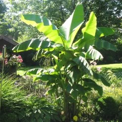 Bananenpflanze, Topf-Ø 17 Cm, Höhe Ca. 60 Cm, 2er-Set -Pflanzen Paradies Verkauf 1610200313 Blu Bio Banane T12 2er Set Musa basjoo winterhart WS 1 109598