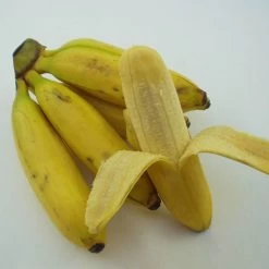 Bananenpflanze, Topf-Ø 17 Cm, Höhe Ca. 60 Cm, 2er-Set -Pflanzen Paradies Verkauf 1610200313 Blu Bio Banane T12 2er Set Musa basjoo winterhart WS 3 109596