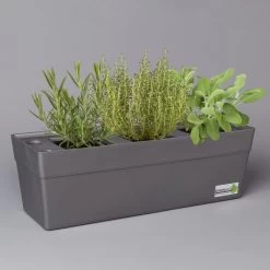 Grillkräuter Salbei, Rosmarin & Thymian, Topf 11x11 Cm, Inkl. Greenbar®