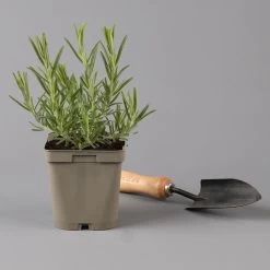 Grillkräuter Salbei, Rosmarin & Thymian, Topf 11x11 Cm, Inkl. Greenbar® -Pflanzen Paradies Verkauf 1610300382 rosmarin Greenbar Grillkraeuter Kasten Anthrazit und 3Kraeuter t 122891