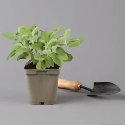 Grillkräuter Salbei, Rosmarin & Thymian, Topf 11x11 Cm, Inkl. Greenbar® -Pflanzen Paradies Verkauf 1610300382 salbei Greenbar Grillkraeuter Kasten Anthrazit und 3Kraeuter t 122890