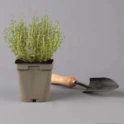 Grillkräuter Salbei, Rosmarin & Thymian, Topf 11x11 Cm, Inkl. Greenbar® -Pflanzen Paradies Verkauf 1610300382 thymian Greenbar Grillkraeuter Kasten Anthrazit und 3Kraeuter t 122889