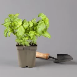 Küchenkräuter Basilikum, Oregano & Petersilie, Topf 11x11 Cm, Inkl. Greenbar® 16 Küchenkräuter Basilikum, Oregano & Petersilie, Topf 11x11 Cm, Inkl. Greenbar® -Pflanzen Paradies Verkauf 1610300383 basilikum Greenbar Kuechenkraeuter Kasten Anthrazit und 3Kraeuter 122886