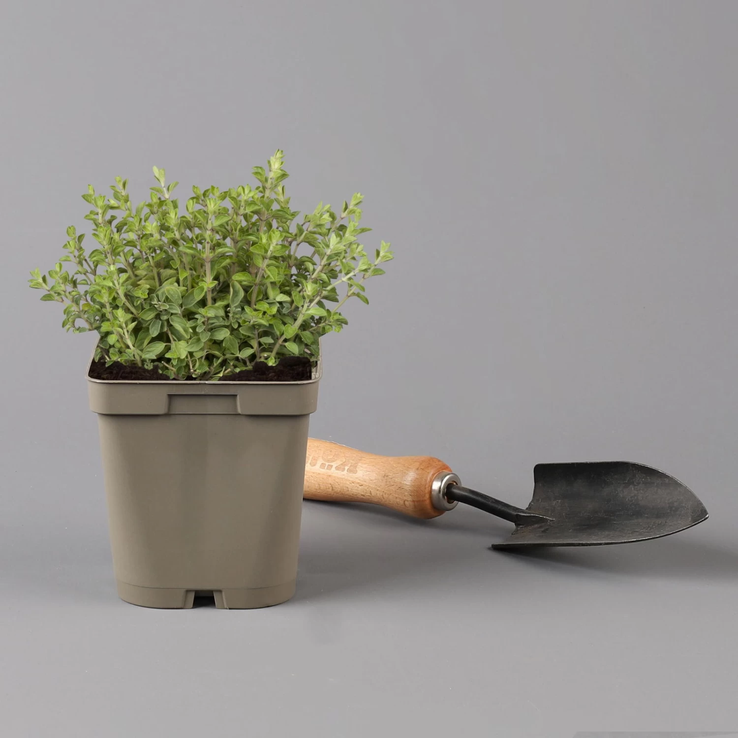 Küchenkräuter Basilikum, Oregano & Petersilie, Topf 11x11 Cm, Inkl. Greenbar® 6 Küchenkräuter Basilikum, Oregano & Petersilie, Topf 11x11 Cm, Inkl. Greenbar® – Bild 4