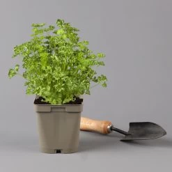 Küchenkräuter Basilikum, Oregano & Petersilie, Topf 11x11 Cm, Inkl. Greenbar® 14 Küchenkräuter Basilikum, Oregano & Petersilie, Topf 11x11 Cm, Inkl. Greenbar® -Pflanzen Paradies Verkauf 1610300383 petersilie Greenbar Kuechenkraeuter Kasten Anthrazit und 3Kraeuter 122884