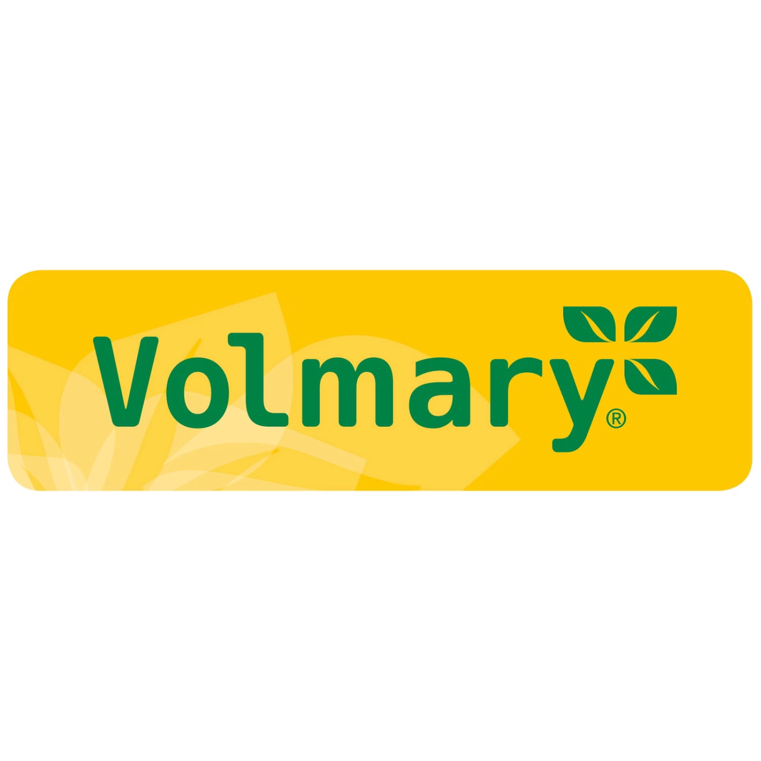 Bio Mexikanische Minigurke, Topf-Ø 12 Cm, 3er-Set 8 Bio Mexikanische Minigurke, Topf-Ø 12 Cm, 3er-Set – Bild 6