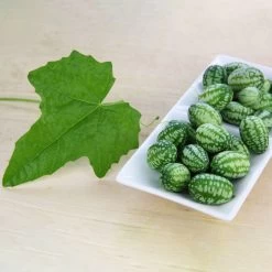 Bio Mexikanische Minigurke, Topf-Ø 12 Cm, 3er-Set 15 Bio Mexikanische Minigurke, Topf-Ø 12 Cm, 3er-Set -Pflanzen Paradies Verkauf 1620330088 Blu Bio Mexikanische Minigurke 3er Set 2 109708