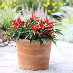 Bio Paprika 'Naschzipfel', Mild, Topf-Ø 12 Cm, 3er-Set -Pflanzen Paradies Verkauf 1620330092 Blu Bio Naschzipfel mild 3er Set 4 109485