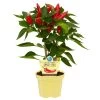 Blu Bio Snack-Chili, Mittelscharf, Topf-Ø 12 Cm, 3er-Set -Pflanzen Paradies Verkauf 1620330094 Blu Bio Snack Chilli mittelscharf 3er Set 1 109475