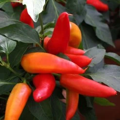 Blu Bio Snack-Chili, Mittelscharf, Topf-Ø 12 Cm, 3er-Set -Pflanzen Paradies Verkauf 1620330094 Blu Bio Snack Chilli mittelscharf 3er Set 4 109488