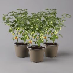 Blu Bio Chilipflanze Tropfen-Chili, Topf-Ø 15 Cm, 3er Set