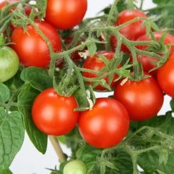 Blu Bio Cocktailtomate 'Naschtomate F1', Topf-Ø 12 Cm, 3er Set -Pflanzen Paradies Verkauf 1620330131 Blu Bio Naschtomate T12 3er Set Cocktailtomate 1 124301