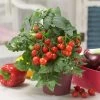 Blu Bio Cocktailtomate 'Naschtomate F1', Topf-Ø 12 Cm, 3er Set 1 Blu Bio Cocktailtomate 'Naschtomate F1', Topf-Ø 12 Cm, 3er Set -Pflanzen Paradies Verkauf 1620330131 Blu Bio Naschtomate T12 3er Set Cocktailtomate 5 124298